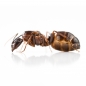 Preview: Camponotus sylvaticus